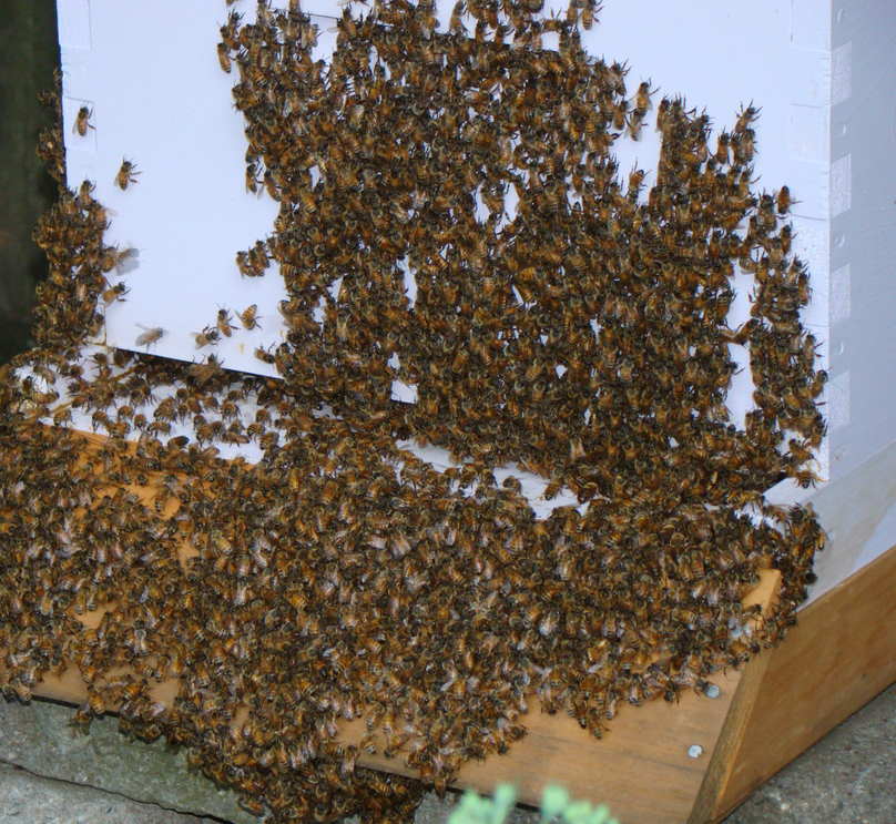 Bearding Bees - Ross Creek Organic Farm