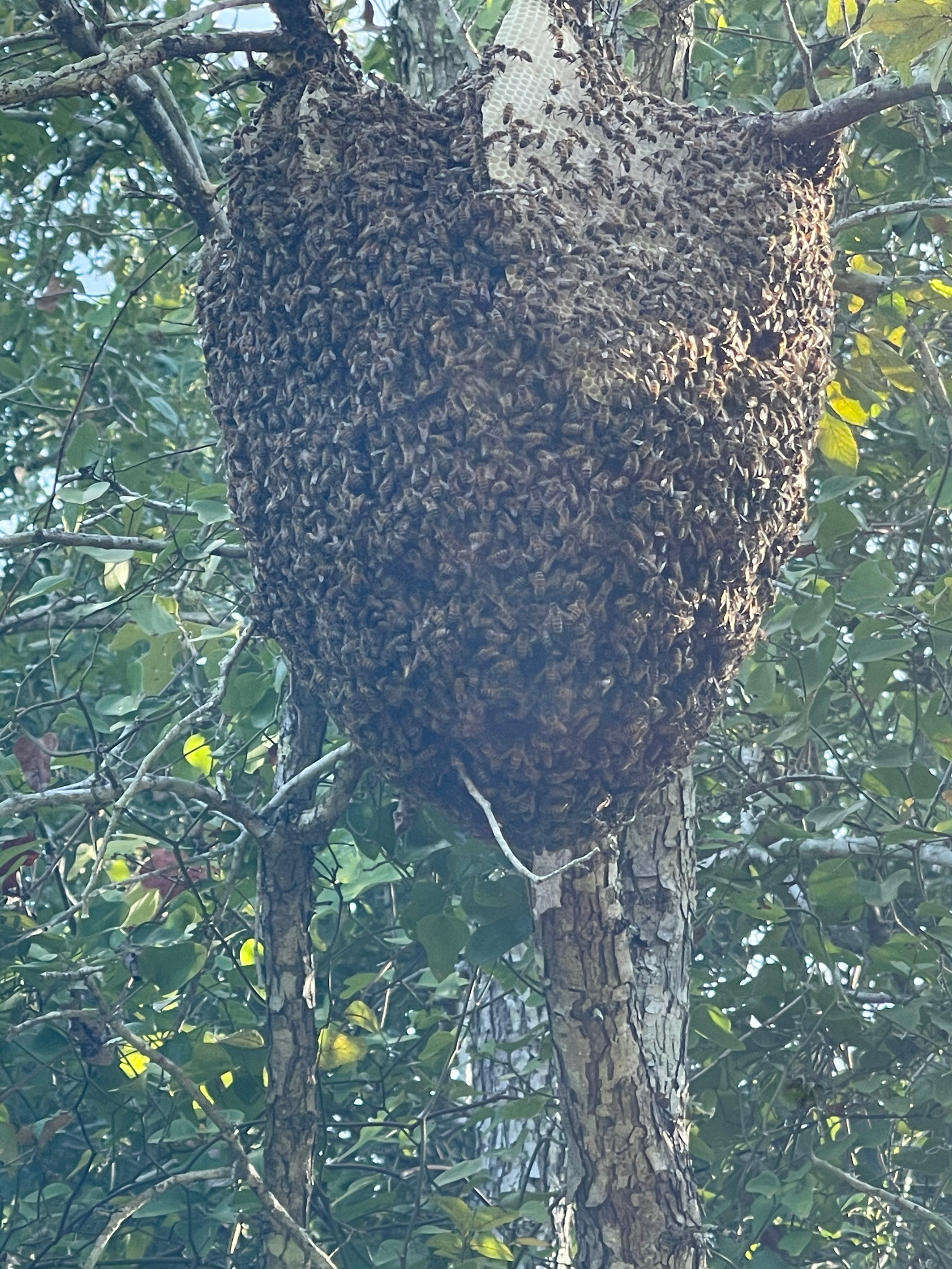 Open air bee hive colony in a tree.