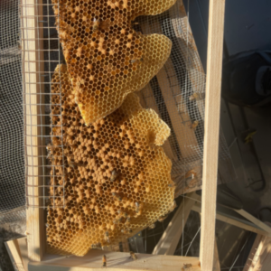 Bees Frame - Ross Creek Organic Farm